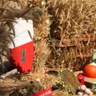 Święto Plonów 2018 