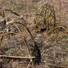 Wierzba bez granic - fot. Kępka Photography 