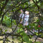 Uroczystości na Poszynie 2014