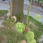 "Pożegnanie lata" na Placu Integracji i Kultury przy Gminnym Centrum Kultury w Kłaju -  cz. 1