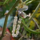 "Pożegnanie lata" na Placu Integracji i Kultury przy Gminnym Centrum Kultury w Kłaju -  cz. 1