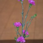 Jubileusz Złotych Godów 2014