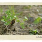 Natura 2000 w Gminie Kłaj