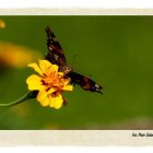 Natura 2000 w Gminie Kłaj