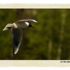 Natura 2000 w Gminie Kłaj