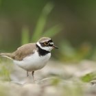 Natura 2000 w Gminie Kłaj