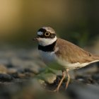 Natura 2000 w Gminie Kłaj