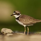 Natura 2000 w Gminie Kłaj