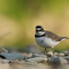 Natura 2000 w Gminie Kłaj