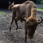 Na polanie kłajowskich żubrów 