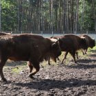 Na polanie kłajowskich żubrów 