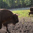 Na polanie kłajowskich żubrów 