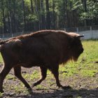 Na polanie kłajowskich żubrów 