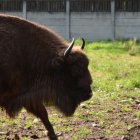 Na polanie kłajowskich żubrów 