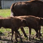 Na polanie kłajowskich żubrów 