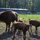 Na polanie kłajowskich żubrów 