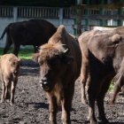 Na polanie kłajowskich żubrów 