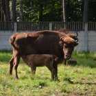 Na polanie kłajowskich żubrów 
