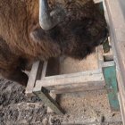 Na polanie kłajowskich żubrów 