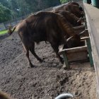 Na polanie kłajowskich żubrów 