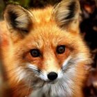 Akcja ochronnego szczepienia lisów