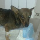 Przygarnij mnie, będę Twoim przyjacielem