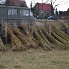 Wierzbowe cuda