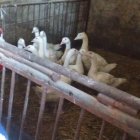 Przedszkolaki z Szarowa w gospodarstwie rolnym