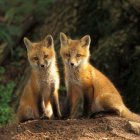 Ochronne szczepienie lisów wolno żyjących przeciw wściekliźnie