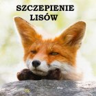 Akcja ochronnego szczepienia lisów.