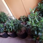 Strzały oraz nielegalna plantacja