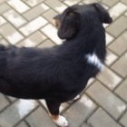 Gdzie jesteś mój właścicielu?   