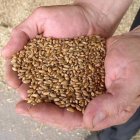 Rolniku, hodowco trzody chlewnej 