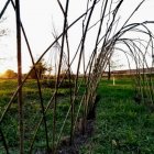 Wiklinowy park w Targowisku