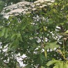 Apel do Mieszkańców Gminy - obowiązek wykaszania traw i usuwania chwastów