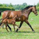 Wiosenne przeglądy hodowlane koni
