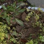 Wiosenna wymiana ogrodnicza