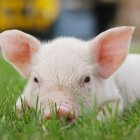 Szkolenie dla rolników 