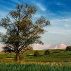 Zagłosuj na „Najpiękniejsze drzewo w okolicy”