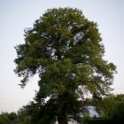 Zagłosuj na „Najpiękniejsze drzewo w okolicy”
