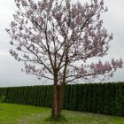 Zagłosuj na „Najpiękniejsze drzewo w okolicy”