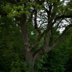 Zagłosuj na „Najpiękniejsze drzewo w okolicy”