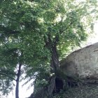 Zagłosuj na „Najpiękniejsze drzewo w okolicy”