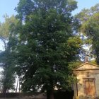 Zagłosuj na „Najpiękniejsze drzewo w okolicy”