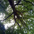 Zagłosuj na „Najpiękniejsze drzewo w okolicy”