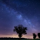 Zagłosuj na „Najpiękniejsze drzewo w okolicy”