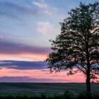 Zagłosuj na „Najpiękniejsze drzewo w okolicy”