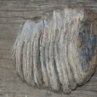 Prehistoryczne znalezisko w Gminnej Izbie Regionalnej w Kłaju!