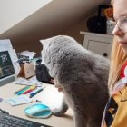Turniej wewnętrzny Szachownicy z okazji Święta Niepodległości