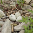 Na żwirowej wysepce